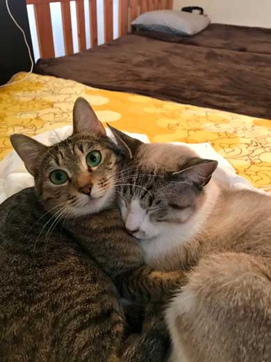 猫 帰省先にネコ  痕跡を探る 浮気を疑う 問い詰める 視線 におい なみそ