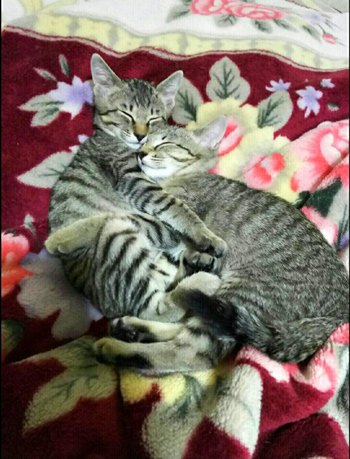 リアルサトイモーズBefore