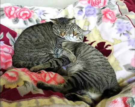 リアルサトイモーズAfter