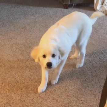 飛び掛かりわんこ