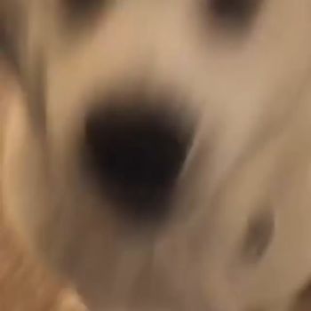 飛び掛かりわんこ