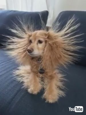 ウニウニわんこ