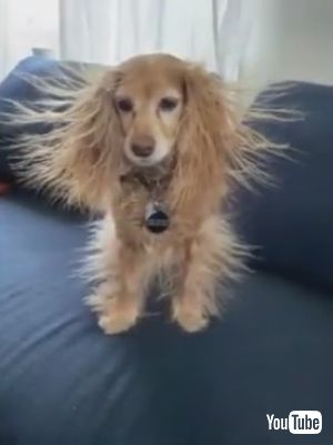 ウニウニわんこ