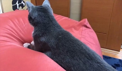 人をダメにするクッションに戸惑う猫ちゃん