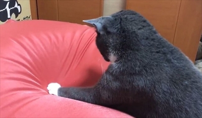 人をダメにするクッションに戸惑う猫ちゃん