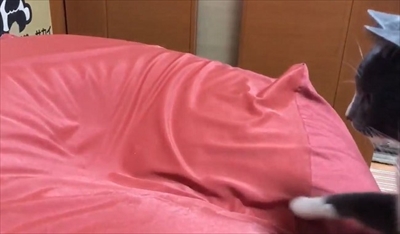 人をダメにするクッションに戸惑う猫ちゃん