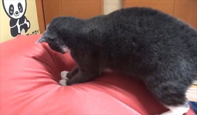 人をダメにするクッションに戸惑う猫ちゃん