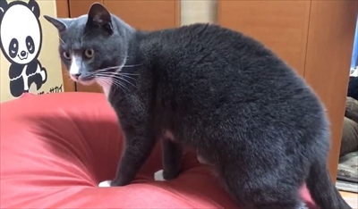 人をダメにするクッションに戸惑う猫ちゃん