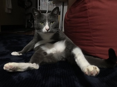 人をダメにするクッションに戸惑う猫ちゃん