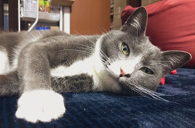 人をダメにするクッションに戸惑う猫ちゃん