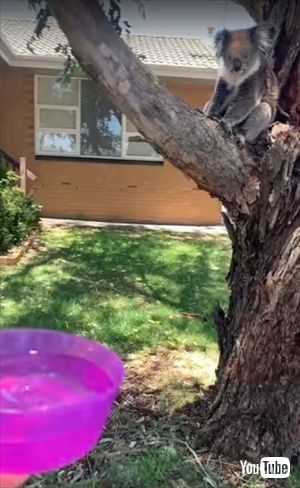 水を飲むコアラ