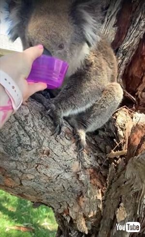 水を飲むコアラ