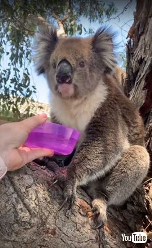 水を飲むコアラ