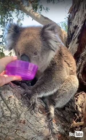 水を飲むコアラ