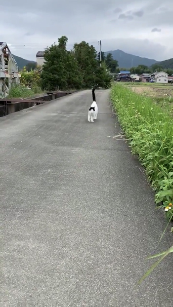 あぜ道を歩く猫