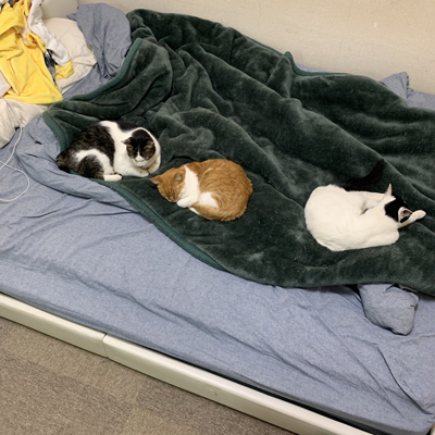 ベッドの上に3猫ちゃん面