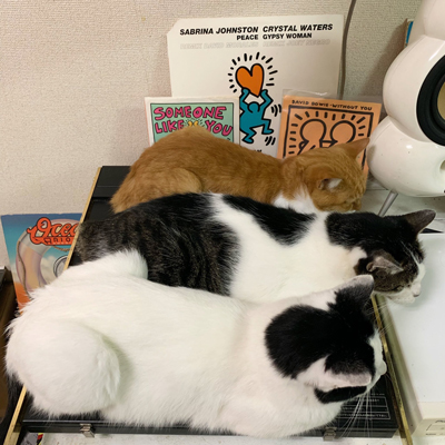 並ぶ3匹の猫ちゃん上から