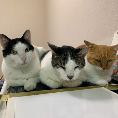 並ぶ3匹の猫ちゃん正面