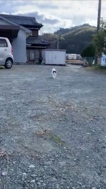 走ってくる猫1