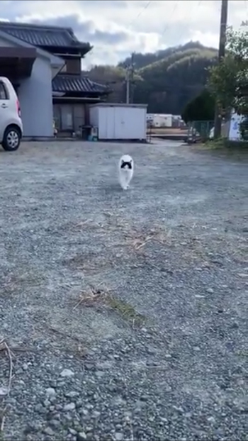 走ってくる猫2