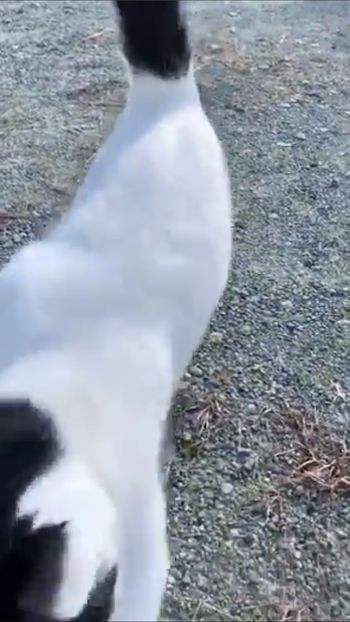 走ってくる猫4