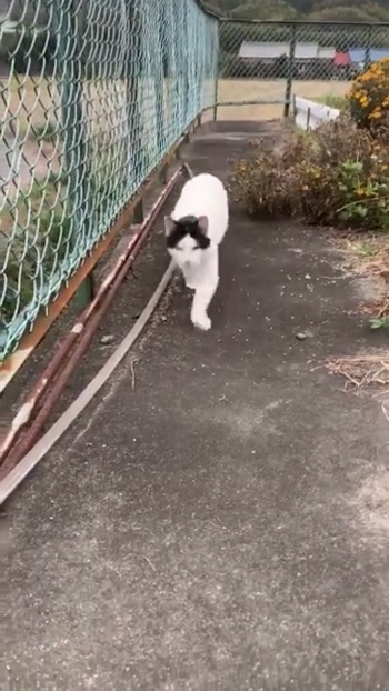 フェンスの横を走ってくる猫1