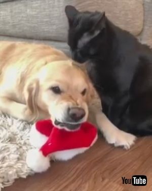 面白表情のわんこ