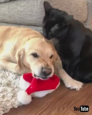 面白表情のわんこ