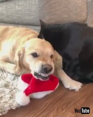 面白表情のわんこ