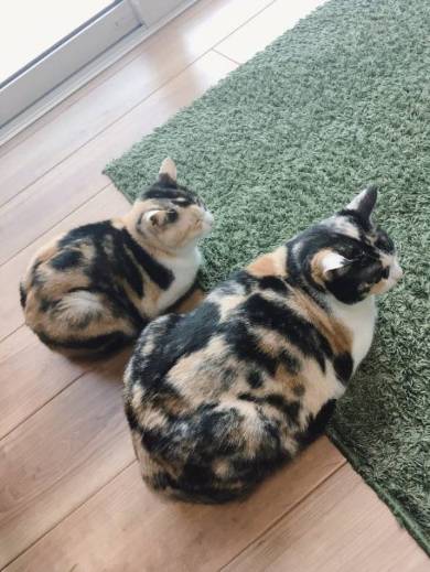 同じ日生まれ 姉妹猫