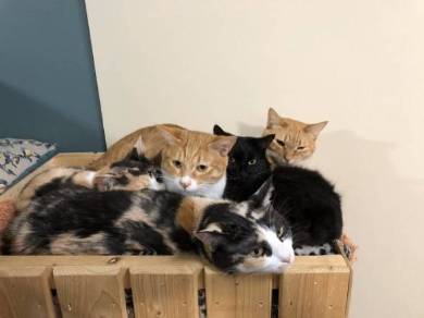 同じ日生まれ 姉妹猫