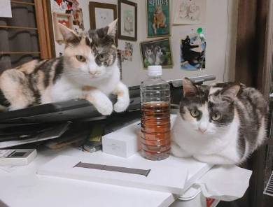 同じ日生まれ 姉妹猫