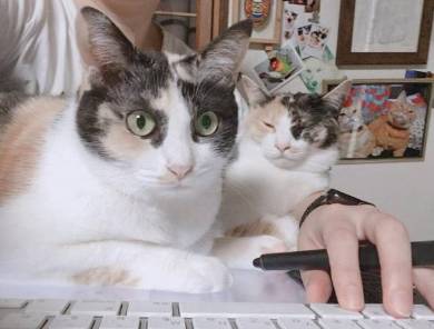 同じ日生まれ 姉妹猫