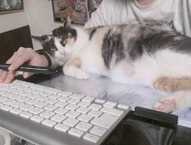 同じ日生まれ 姉妹猫