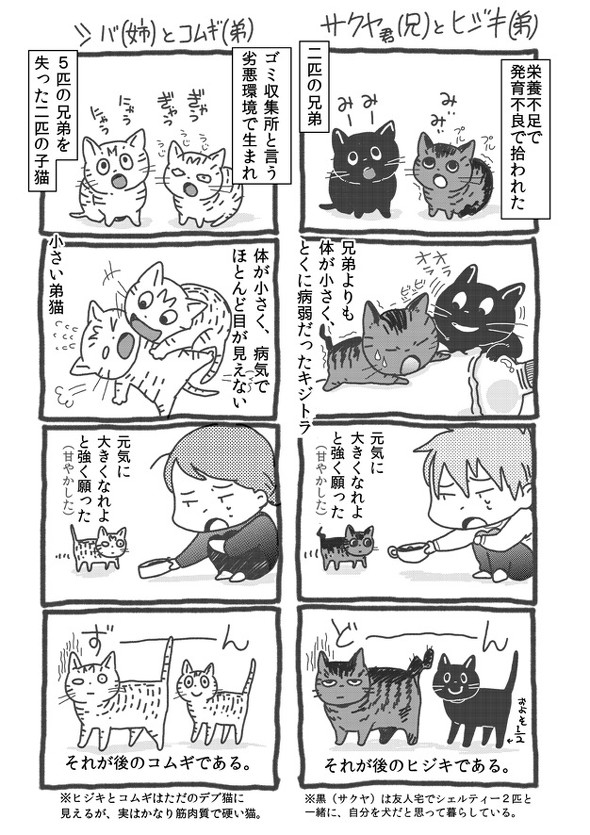 同じ日生まれ 姉妹猫
