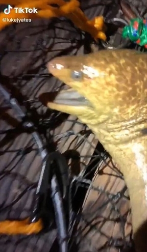 ウツボを釣り上げたら