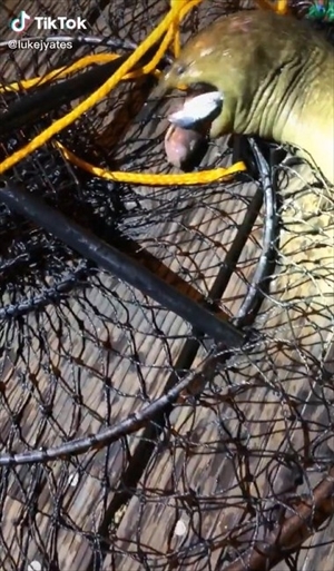 ウツボを釣り上げたら