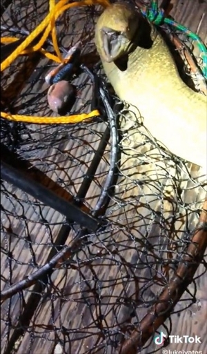 ウツボを釣り上げたら