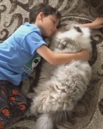 男の子ともふもふにゃんこ