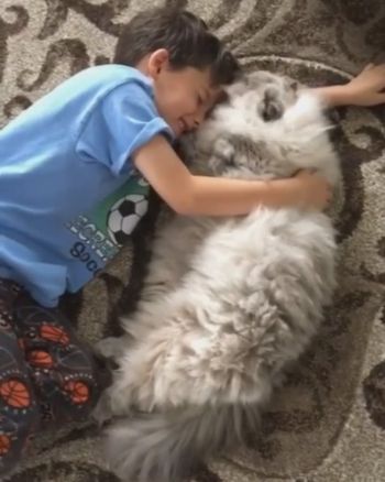 男の子ともふもふにゃんこ