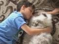 天使しかいない　男の子ともふもふネコちゃんのじゃれあいの癒やし効果が半端ない