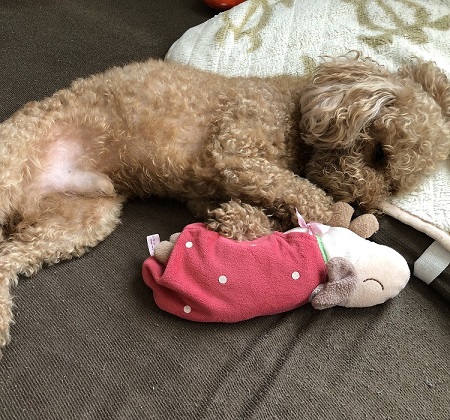 ペット手帳 ベストショット