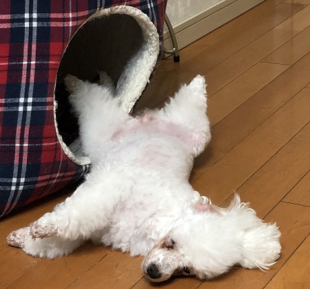 ペット手帳 ベストショット