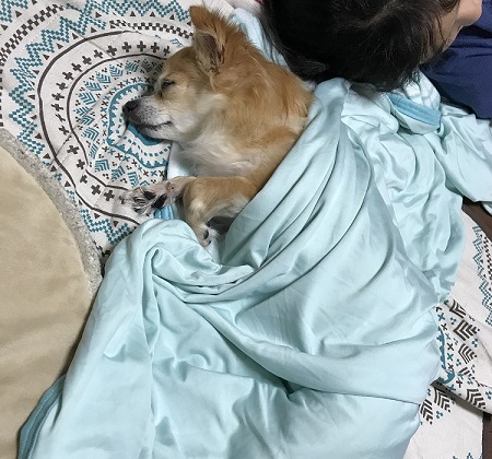 ペット手帳 ベストショット