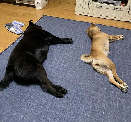 ペット手帳 ベストショット