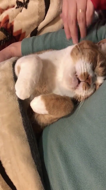 こたつで寝る猫の動画手なし