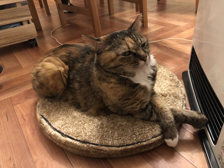 ファンヒーターと猫ちゃん