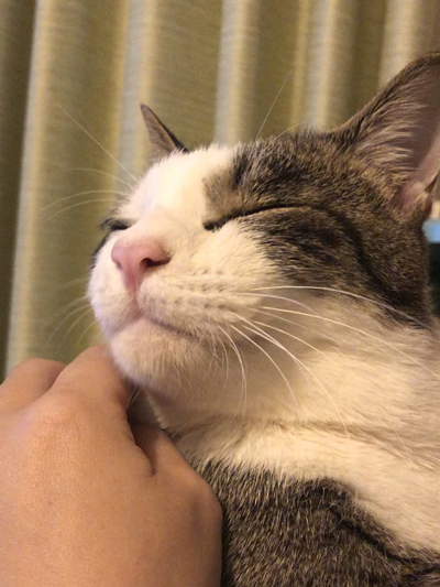 なでられる猫ちゃん縦長アップ