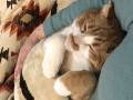 「猫のこたつのあたり方じゃないだろ」　幸せそうなお顔であたたまる猫ちゃんの猫らしからぬ体勢が良い