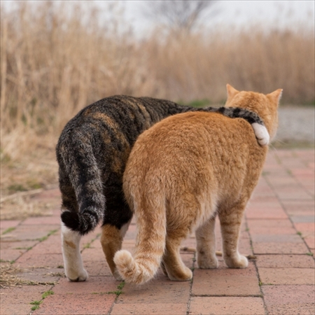 必死すぎるネコ写真展